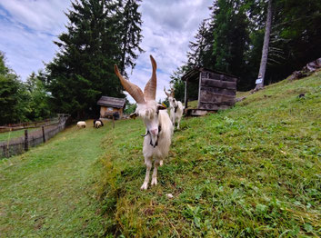ferme savoie valmorel
