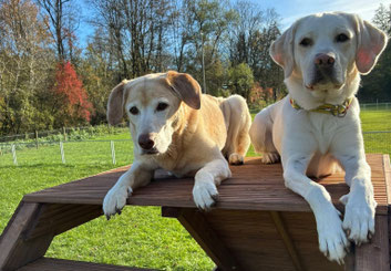 Zwei helle Hunde liegen nebeneinander auf einer hölzernen Picknickbank im Freien. Die Hunde sind entspannt, mit ausgestreckten Vorderbeinen. Im Hintergrund sind grüne Wiesen und Bäume mit herbstlich gefärbtem Laub zu sehen, unter einem blauen Himmel.