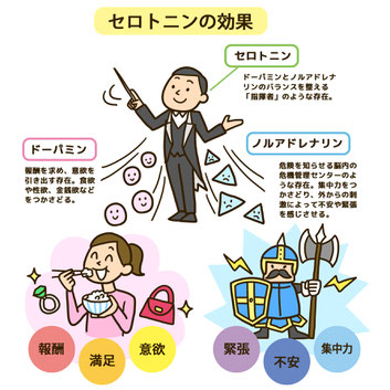 幸せホルモンのセロトニンについて