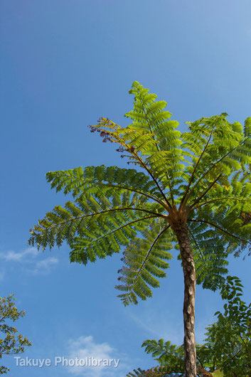 ヒカゲヘゴ　沖縄の植物