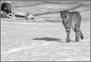 Gepard im Schnee#Acinonyx jubatus#Gaia Park#swRoland Valter#rolva#Natur-Fotografie#Aachen 