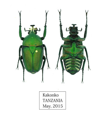 タンザニア カコンコ - 埼玉烈風隊