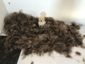 Ontwollen hond 