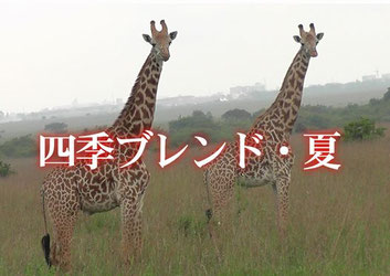 四季ブレンド