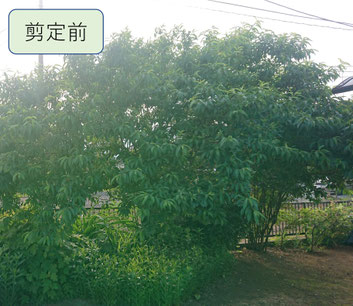 お庭　剪定