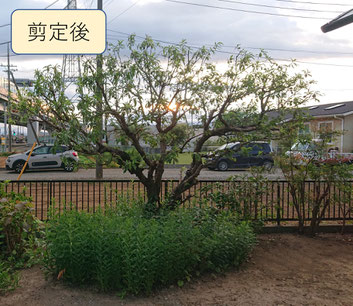 庭木 手入れ