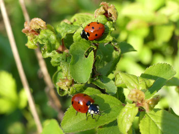 Marienkäfer 