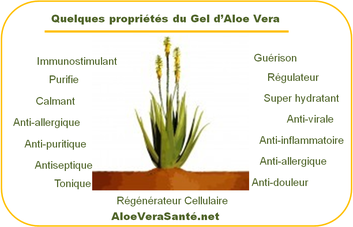 AloeVeraSante | l'Aloe Vera en usage interne : anti-inflammatoire, antiseptique, hémostatique, antalgique, apaisant, immunisant, antibiotique, antiallergique etc