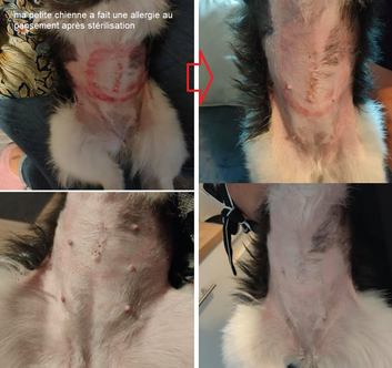 Comme vous le verrez sur les photos au premier jour la peau était à vif... j’ai traité 3 fois par jour avec l’emergency spray aloe vera, le gel concentrate et la crème propolis et en 4 jours seulement, plus rien ! 