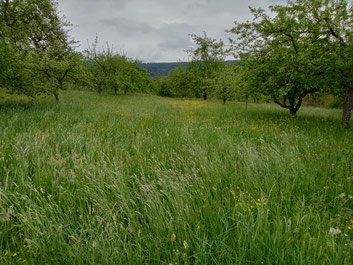 Foto: privat - J. Ley