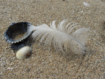 Eine weiße Feder am Strand berührt mit ihrer Spitze eine Muschel