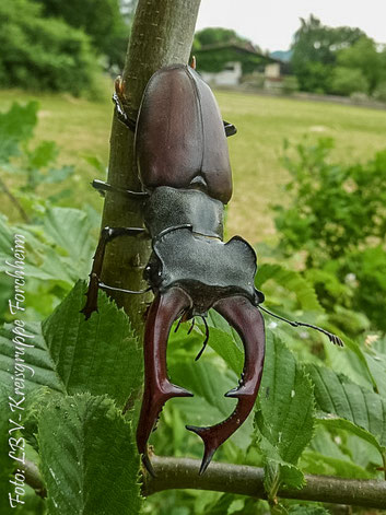 Hirschkäfer (Foto: Ute Wild)