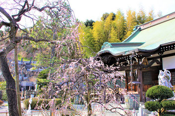 妙法寺〈春を呼ぶ照水梅（しだれ梅）〉　　　　