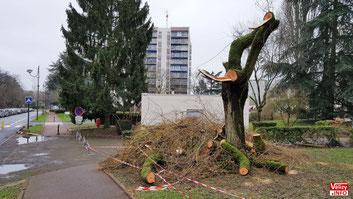 Arbre arraché le long de la rue de Villacoublay. Photo Citoyen/Reporter Vélizy Info.