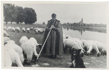 German Spitz cattledog shepherd dog herding dog Hütespitz