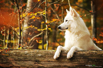 Bild:Merlin Aragon vom weissen Wächter weißer Schäferhund