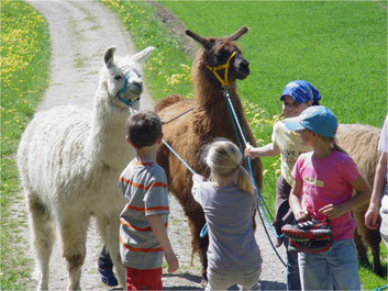 Sehr beliebt bei Kindern: Lamaspaziergänge. Bild: zvg