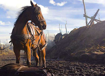 musique-cheval-sequence