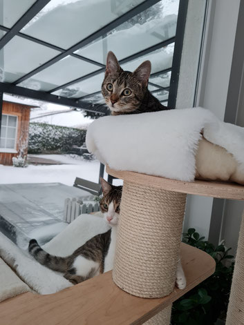 Der Kratzbaum ist als Schlafplatz bei den Katzenmädchen auch sehr beliebt