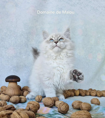 Chaton Sibérien blue tabby point