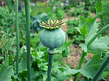 Papaver somniferum latex diarrhea cough sedative