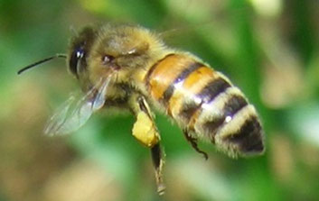 Ape con polline - cure per il benessere delle api.