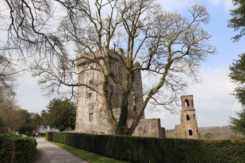 Trutziger Turm des Blarney Castles im frühen Frühjahr mit unbelaubten Bäumen ©My own Travel Rundreisen Irland