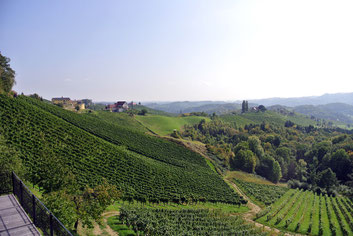 An der südsteirischen Weinstraße