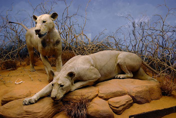 I due leoni imbalsamati nel Field Museum di Chicago