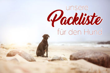 Hund_Reise_Einpacken_Koffer packen_was nicht vergessen