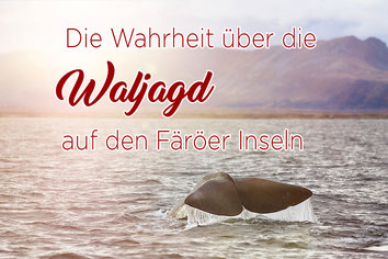 Titelbild_Faeroeer_Inseln_Wale_abschlachten_toeten_Waljagd_Grindwale_Delfine_Faroer