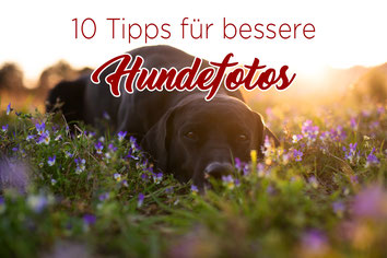 10 Tipps bessere Hundefotos_Hundefotografie_wie Hunde fotografieren_Titel