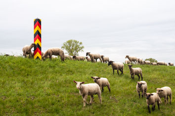 Oder, Küstriner Vorland