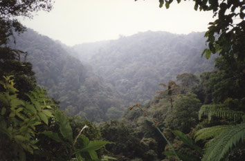 Cameron-Highlands-hooglanden-thee-plantages-Maleisië