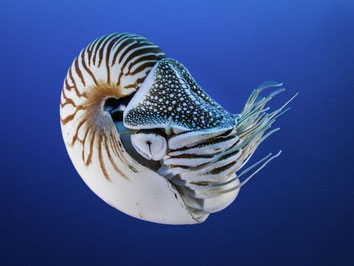 Nautilus pompilus