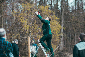 Christian Nicolai zeigt den Erziehungsschnitt an einem Baum der nicht dem Ideal entspricht