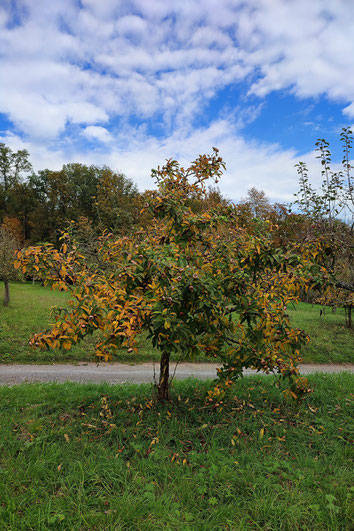 Mispel 076 Oktober 2024