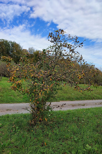 Mispel 073 Oktober 2024