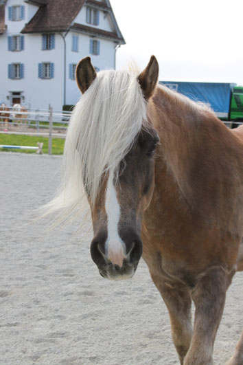 25 Jahre Haflingerhof St.Wolfgang, diese Jahr feiern wir unser Jubiläum.