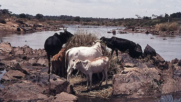 Nzoia River