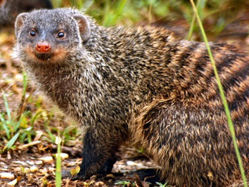 Mangusta striata - Banded mongoose (Mungos mungo)