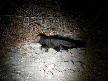 Mangusta di Sokoke - Sokoke Bushy Tailed Mongoose (Bdeogale crassicauda omnivora)