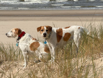 Fie Kromfohrländer vom Flawenjupé in Callantsoog im September 2015