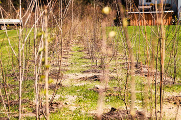 Wildhecke Fur Vogel Und Insekten Maria Anna Schmidts Webseite