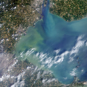 Bloom de Microcystis dans le lac Erié stagant près de la ville de Toledo, le 1er août 2014.