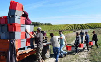 vendange-manuelle-atelier-vigneron-vin-degustation-activite-insolite-vignoble-Vouvray-Tours-Amboise-Touraine-Vallee-Loire-Rendez-Vous-dans-les-Vignes-Myriam-Fouasse-Robert