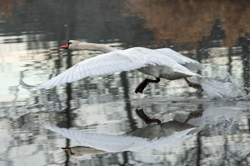 Ein Schwan startet gerade von der Wasseroberfläche 