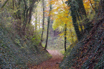 Ein tief eingeschnittener Weg mit herbstlichem Laub an den Bäumen