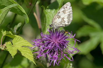 Schachbrettfalter sitze auf einer Blüte zusammen mit einer Fliege
