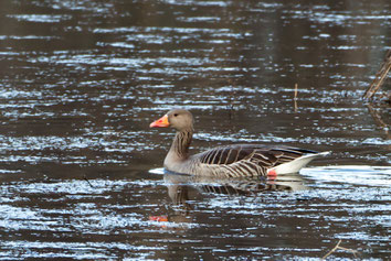 Ein Graugans schwimmt im See des Weingartener Moor